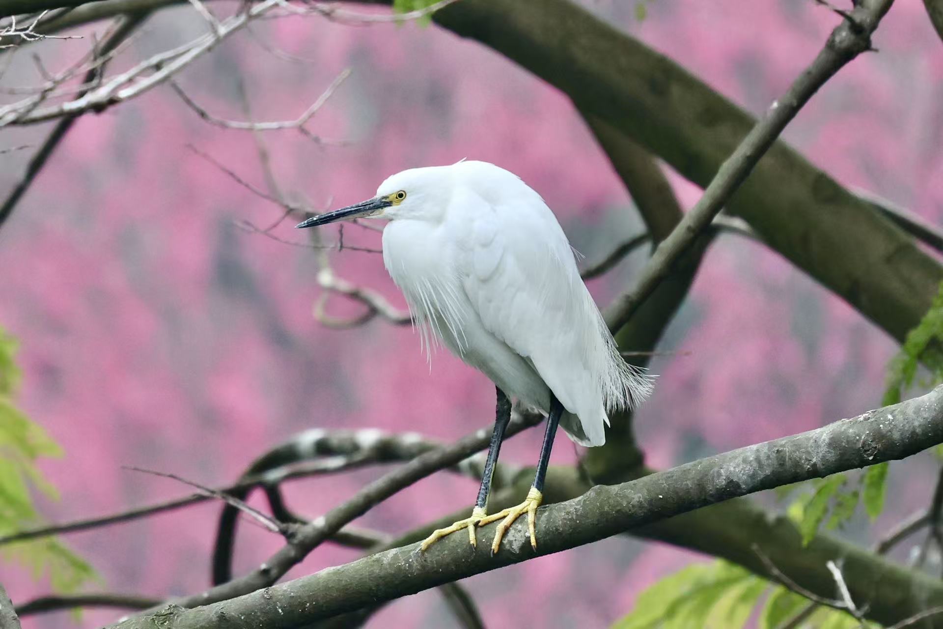 Bird Photo 1