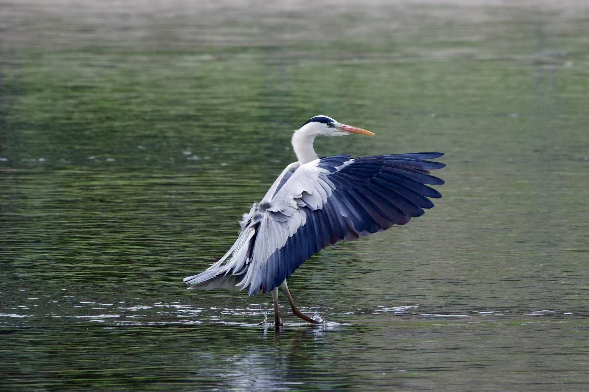 Bird Photo 2