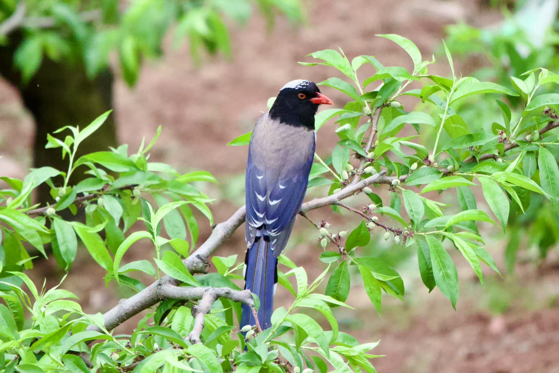 Bird Photo 3
