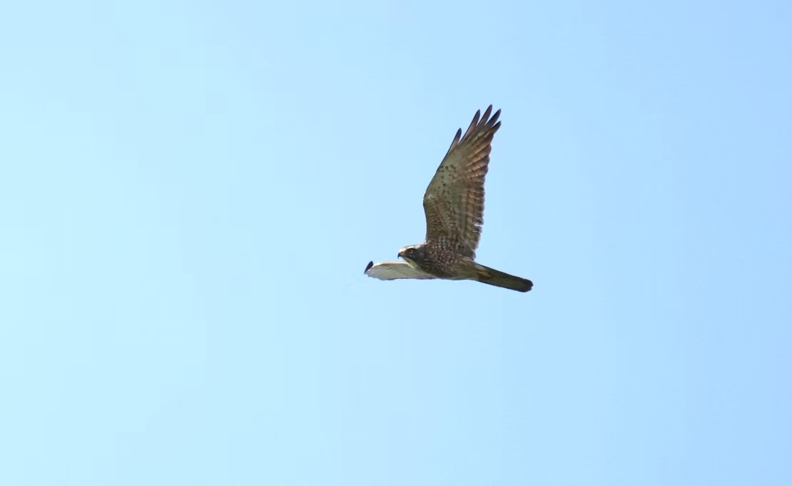 Bird Photo 4