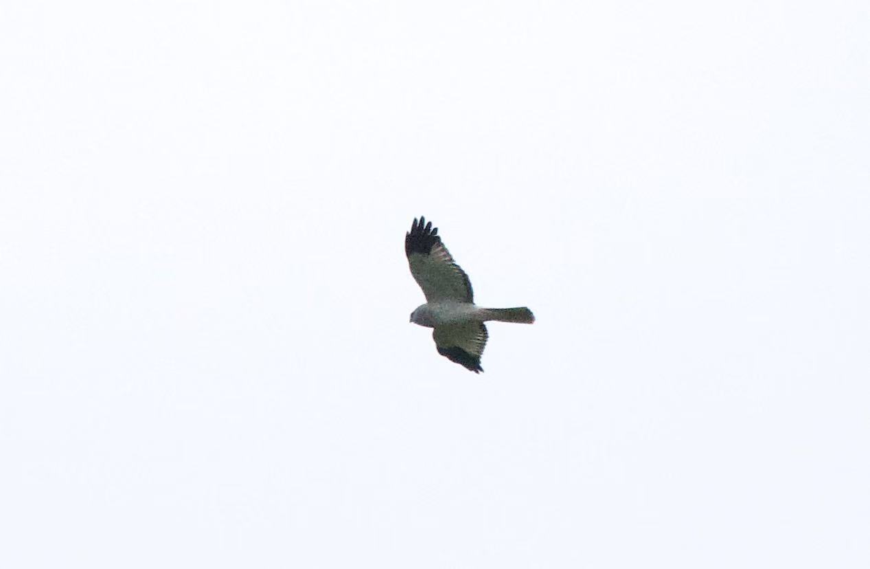 Bird Photo 5