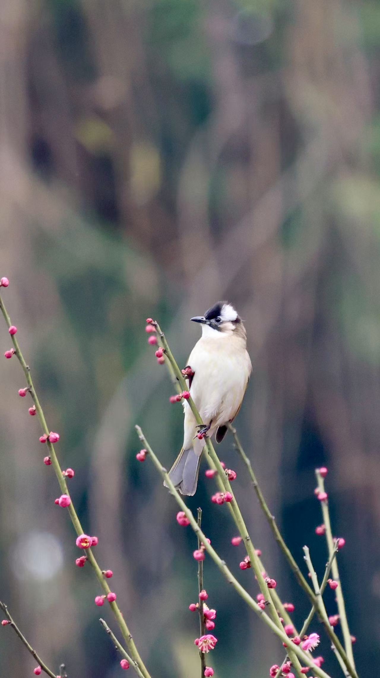 Bird Photo 6