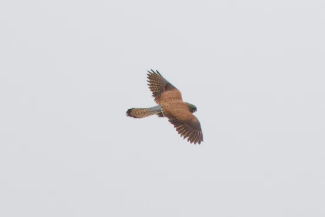 Bird Photo 7