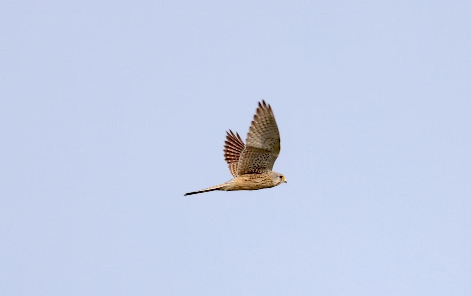 Bird Photo 8