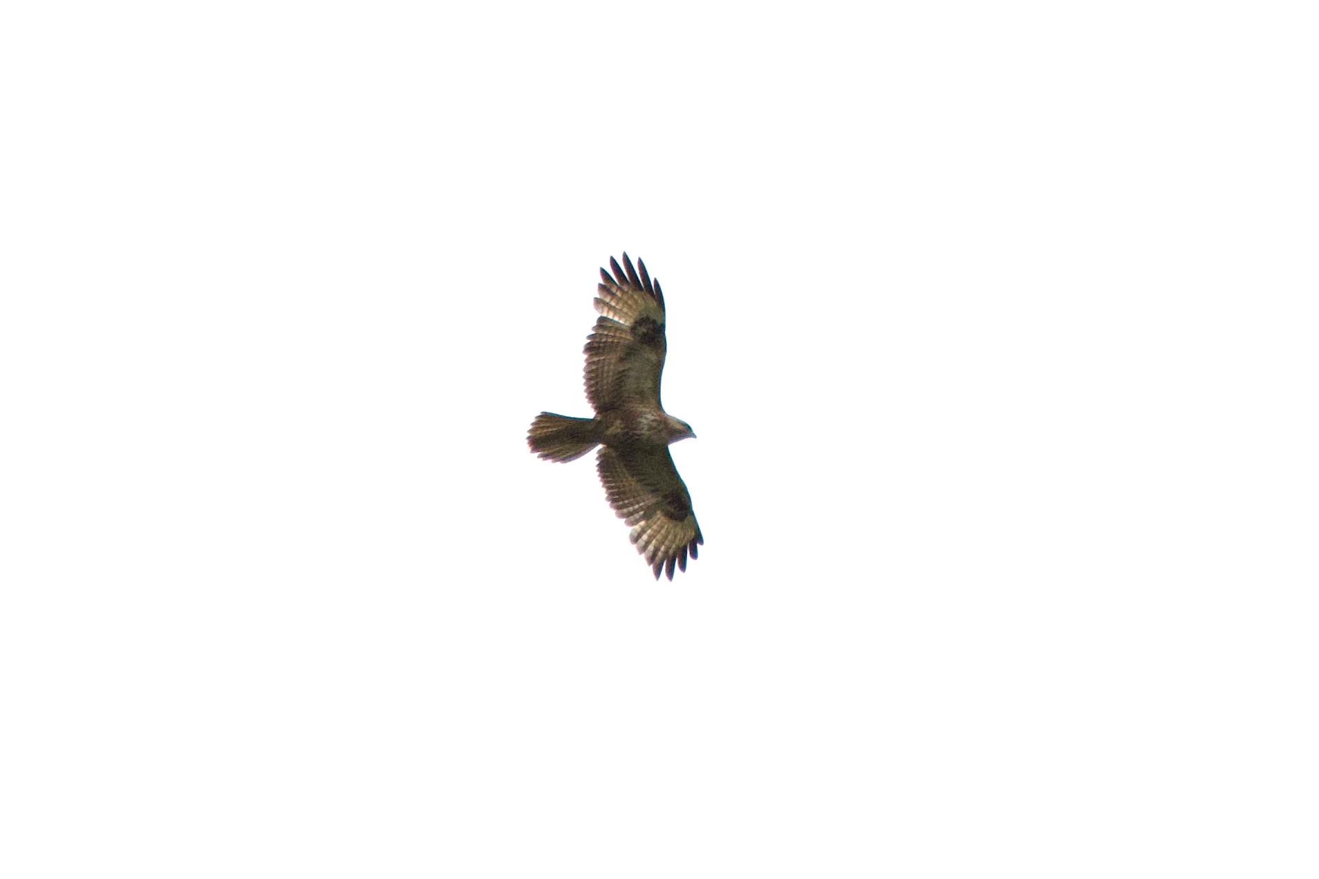 Bird Photo 9
